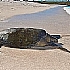 Black Sea Turtle