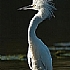 Snowy egret 2