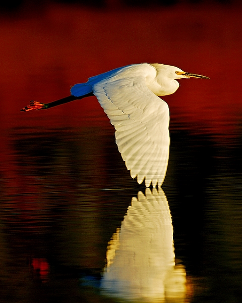 Egret Flight Red