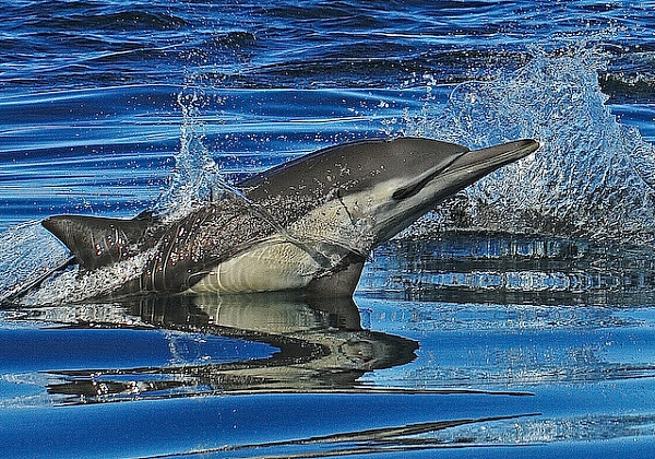 Common Dolphin Head
