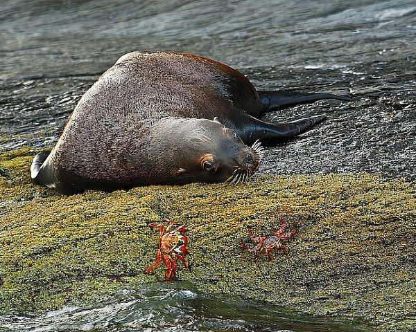 Seal and Crab