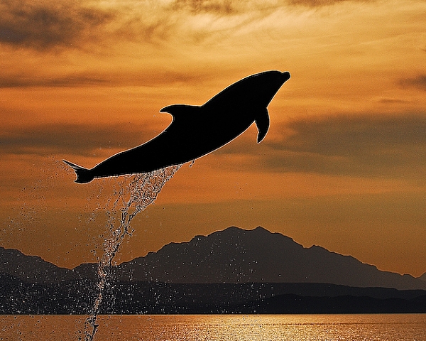 Dolphin Sunset Carman