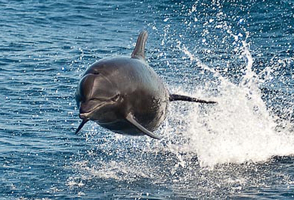 Dolphin Torpedo