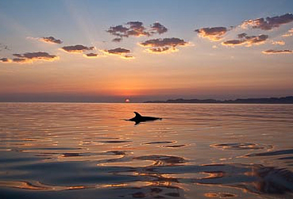 Common Dolphin sunrising